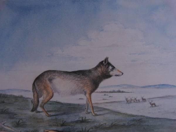 ティティアン・ピール、「CANIS LUPUS」、海外版超希少レゾネ、新品額付