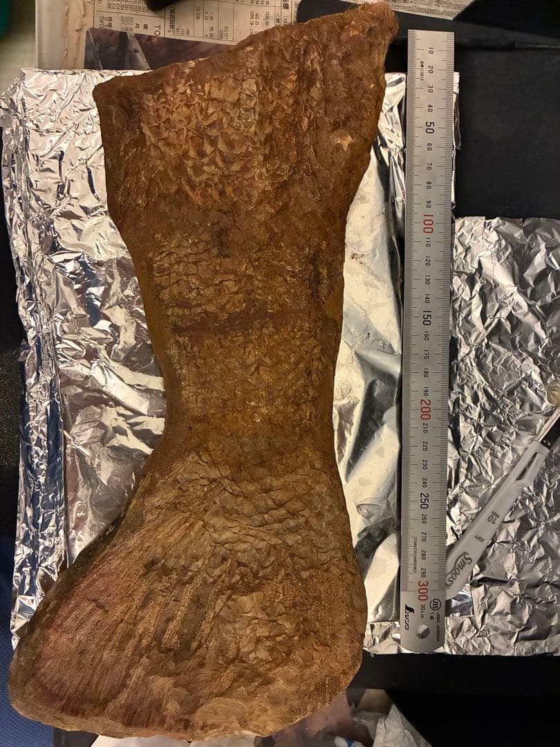 【規格外40cm】大型カラモプレウルス後半身 ＆ 厳選化石60点一括放出