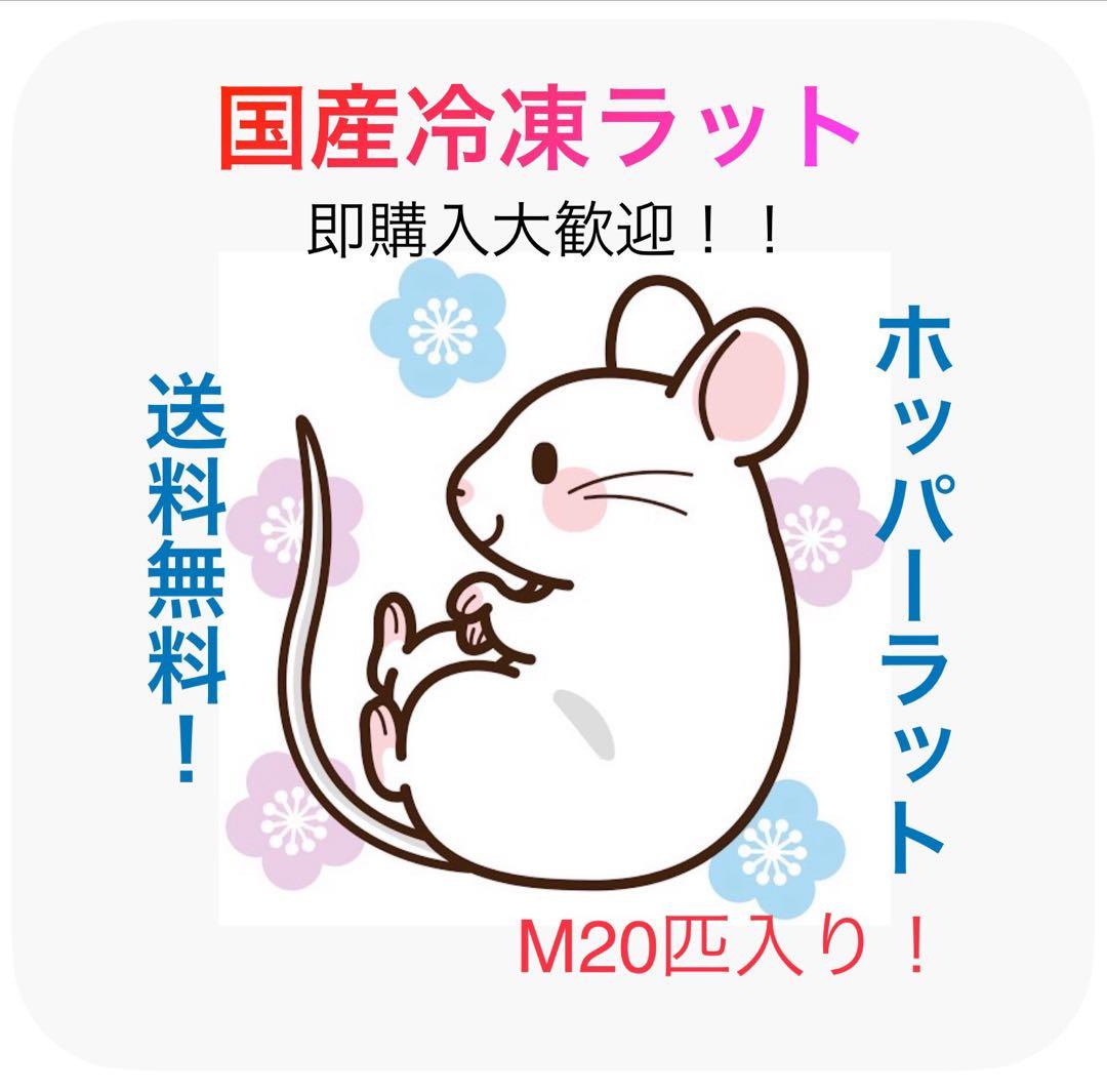 【即購入OK！】国産冷凍ラットホッパーM20匹入@地域限定