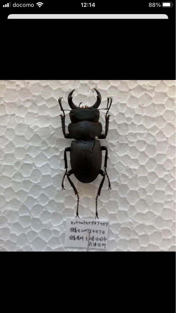 馬度産ヒラタ&オキナワヒラタ&ネブト