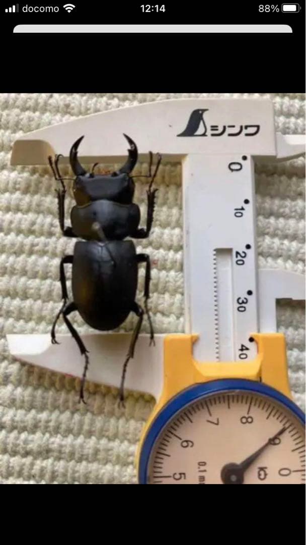 馬度産ヒラタ&オキナワヒラタ&ネブト