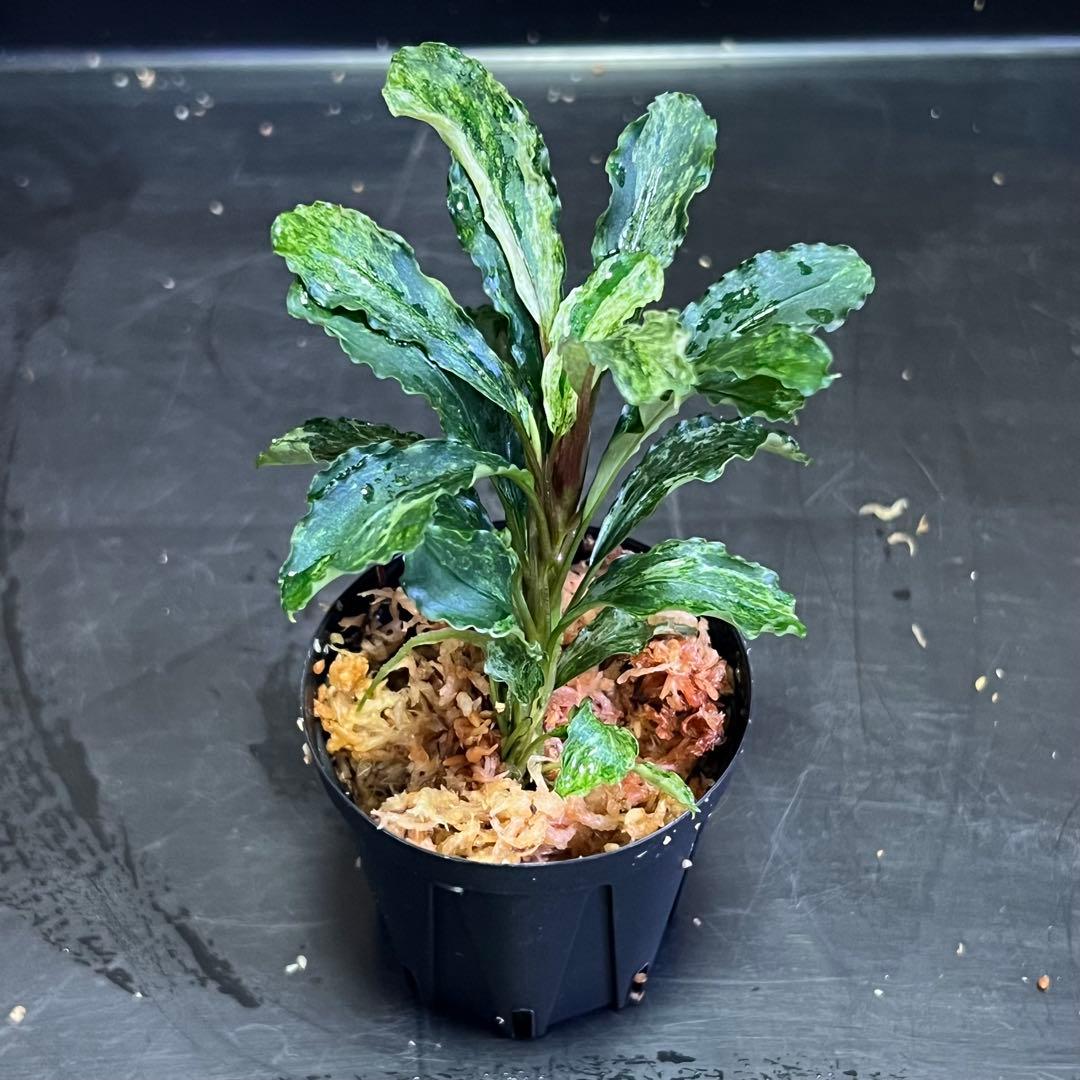 ブセファランドラsp. グリーンウェービー 斑入り バリエガータ　③