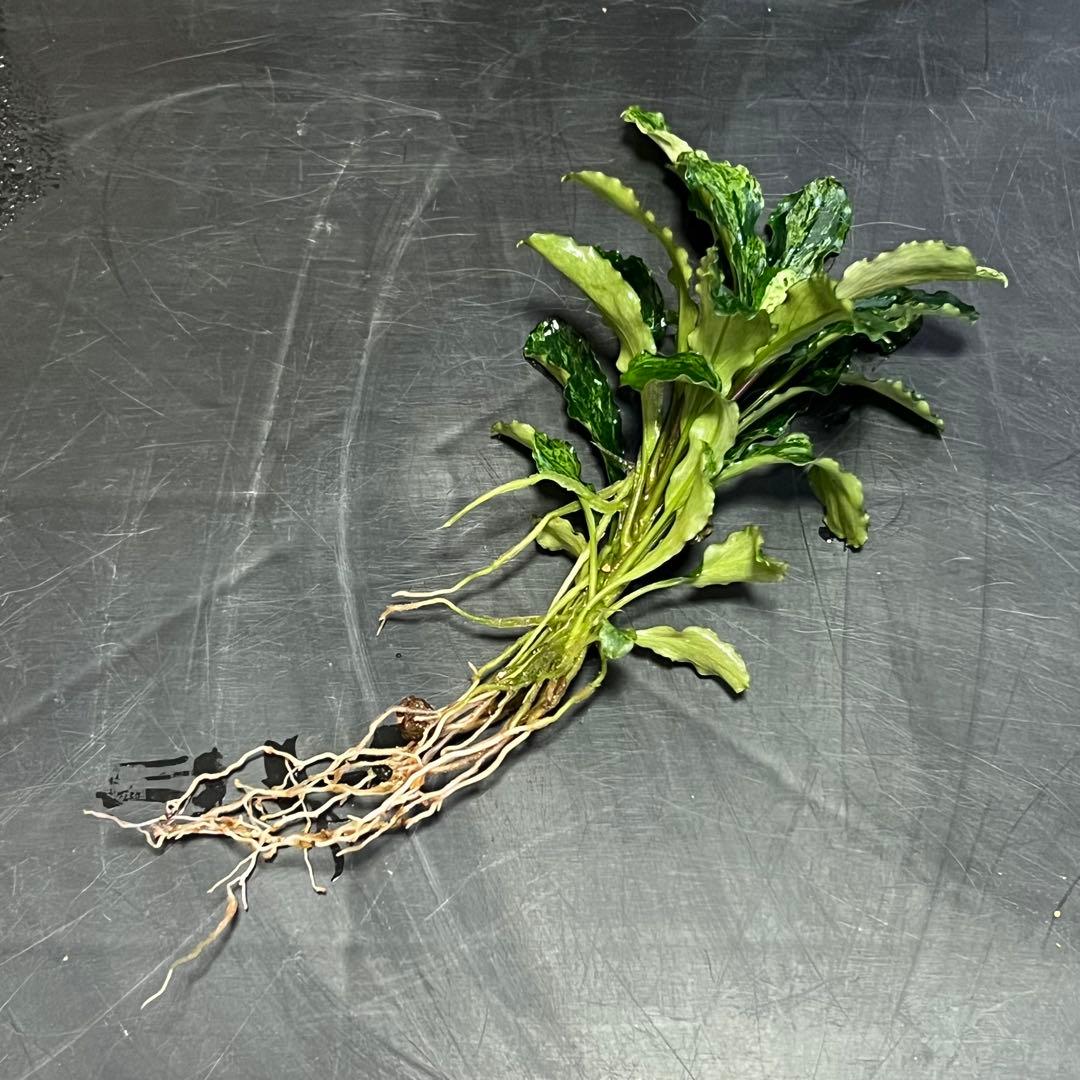 ブセファランドラsp. グリーンウェービー 斑入り バリエガータ　③