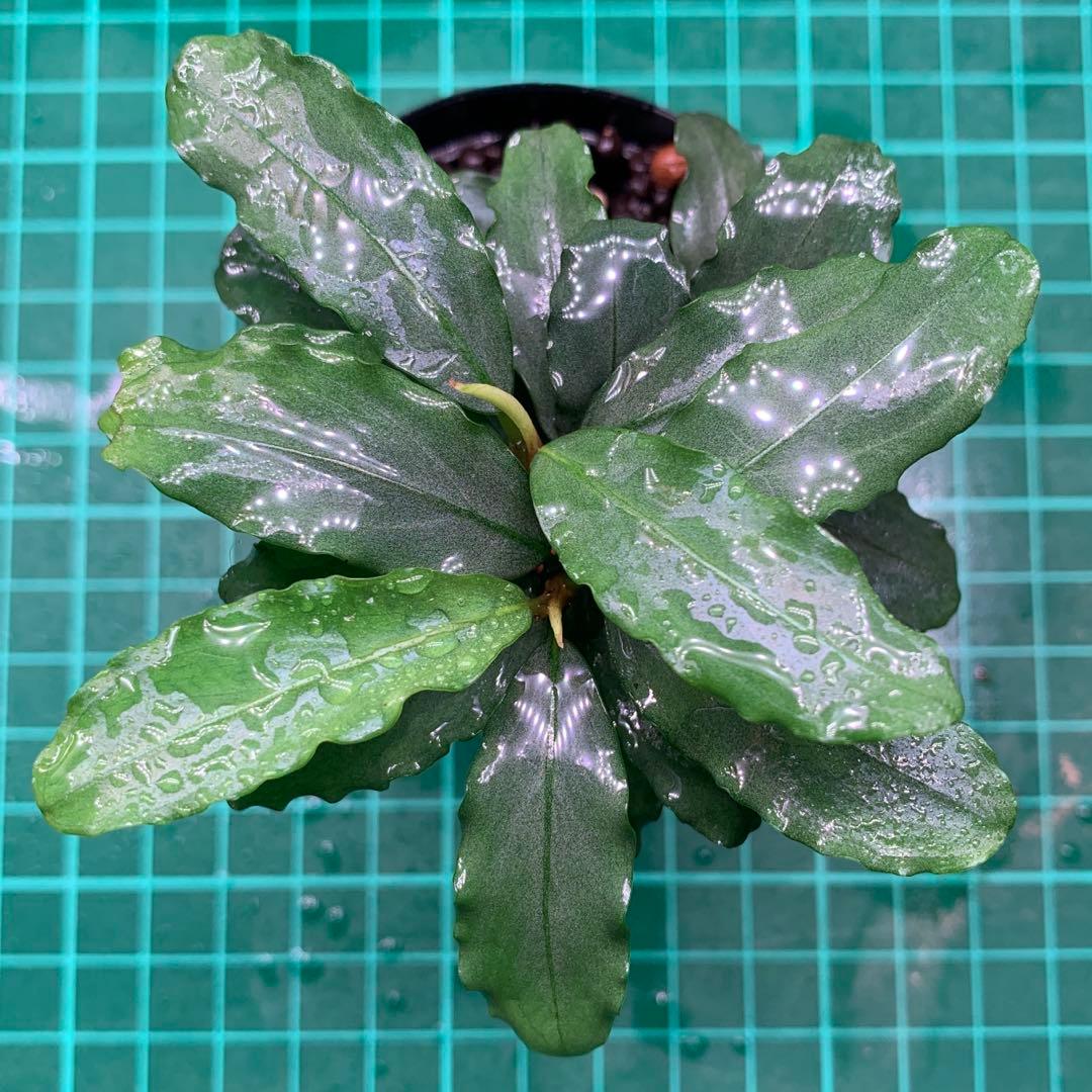 Bucephalandra sp. Aurora KN便