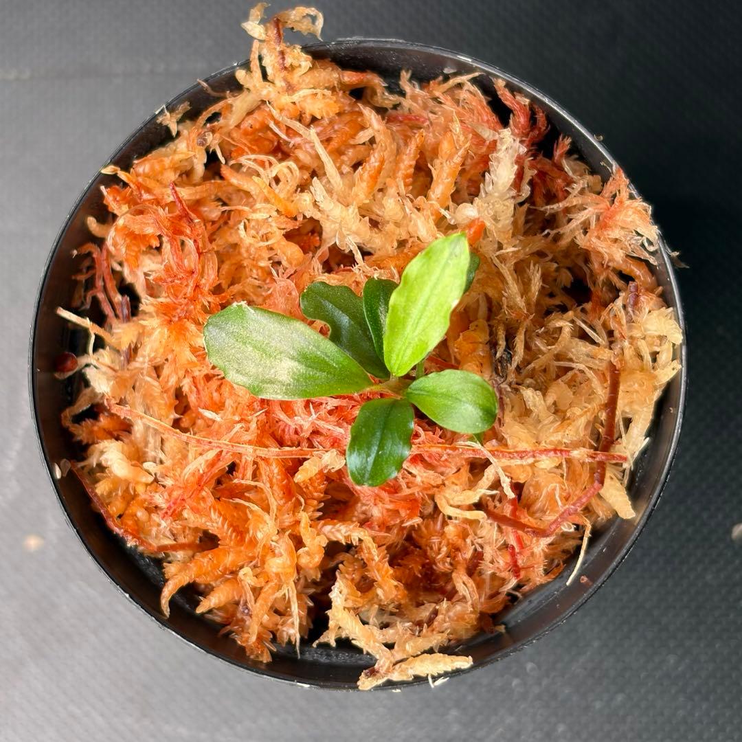 Bucephalandra sp. Aurora KN便