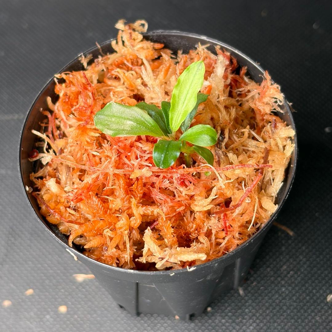 Bucephalandra sp. Aurora KN便