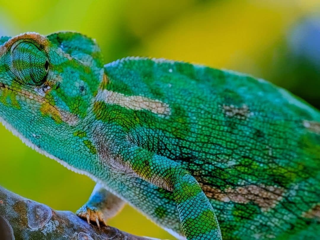 格安　LG有機ELテレビ　55インチ