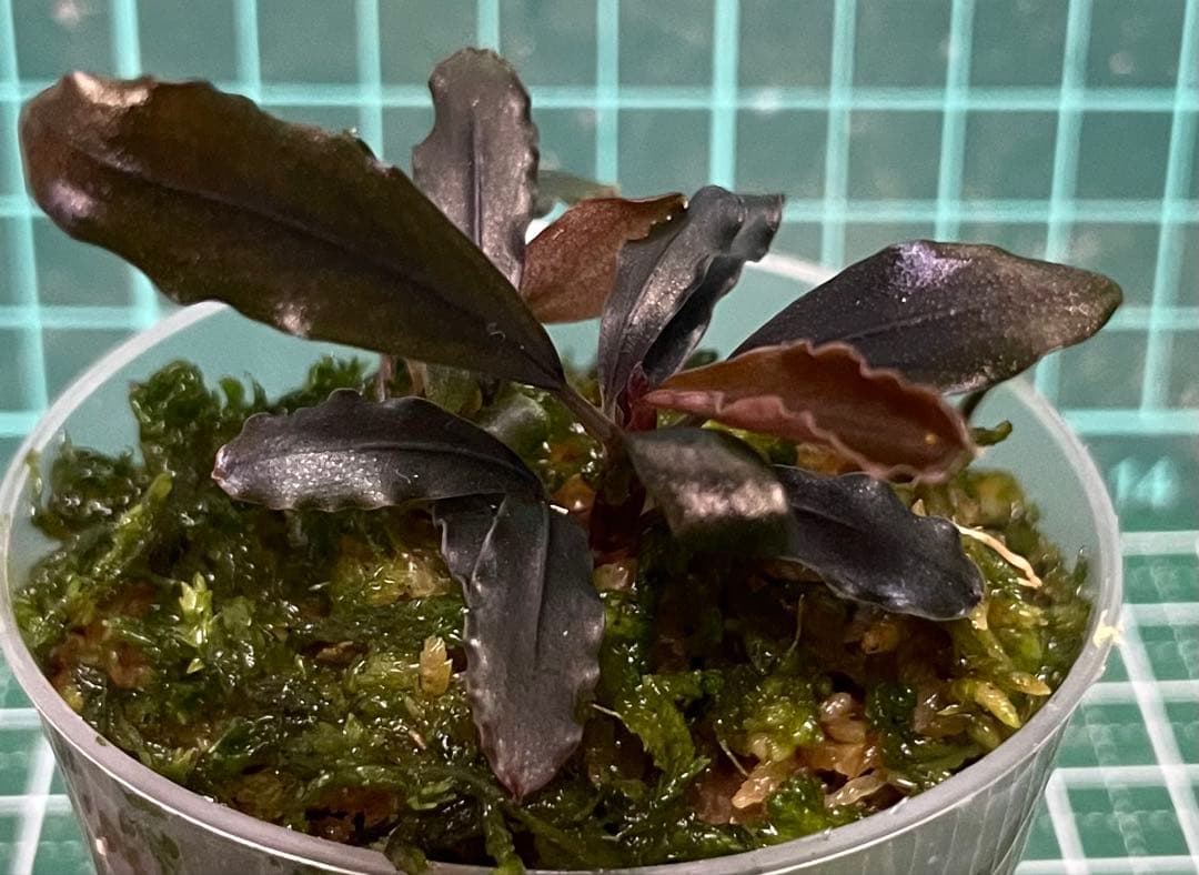 水草 Bucephalandra sp.Ghost kalimantan