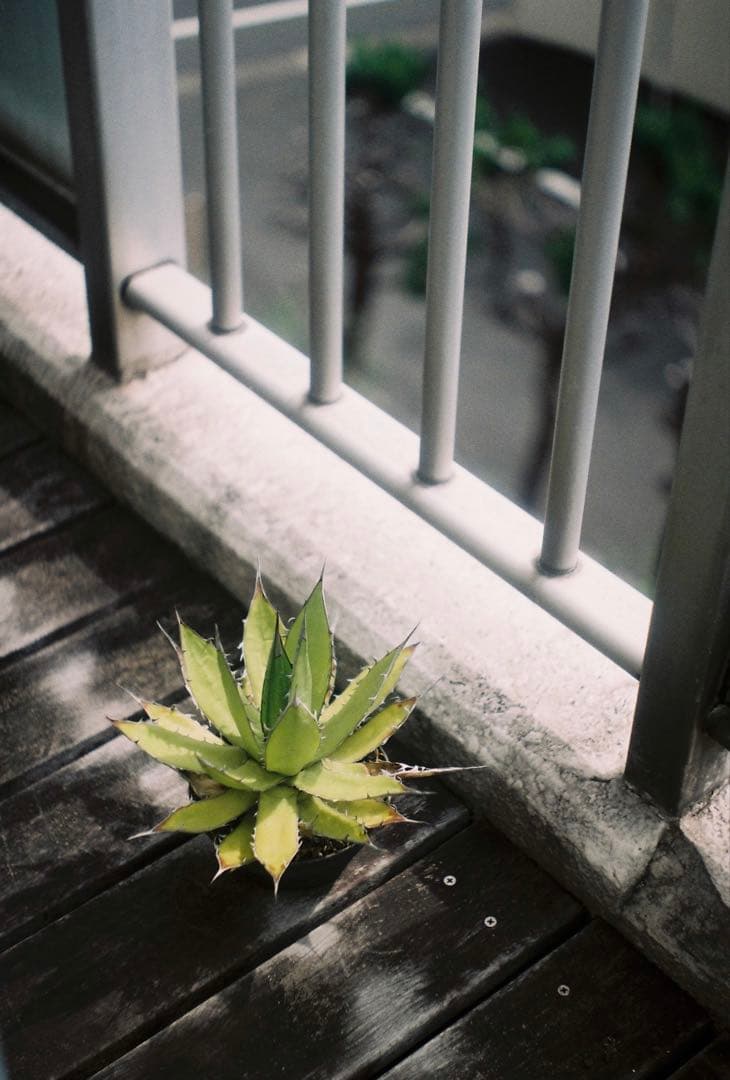 Leica ヘクトール L50mm F/2.5 クローム Hektor 作例あり