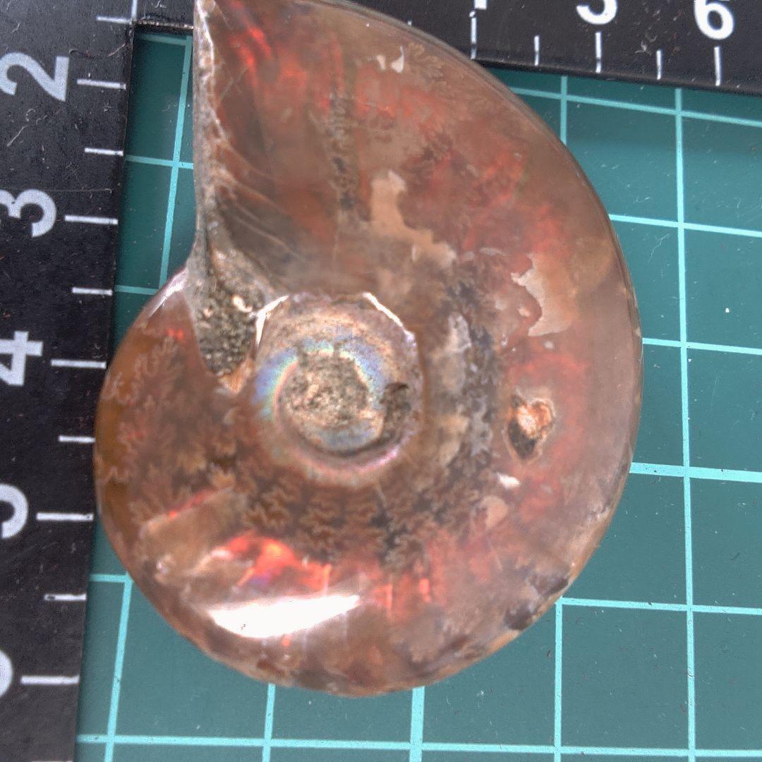 小物１ アンモナイト化石