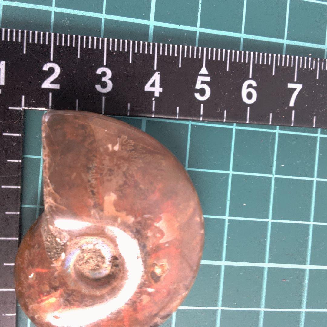 小物１ アンモナイト化石