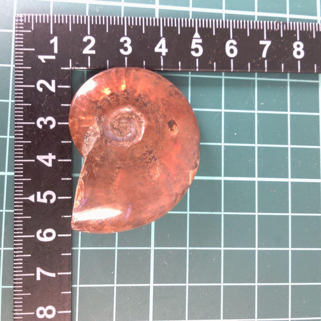 小物１ アンモナイト化石