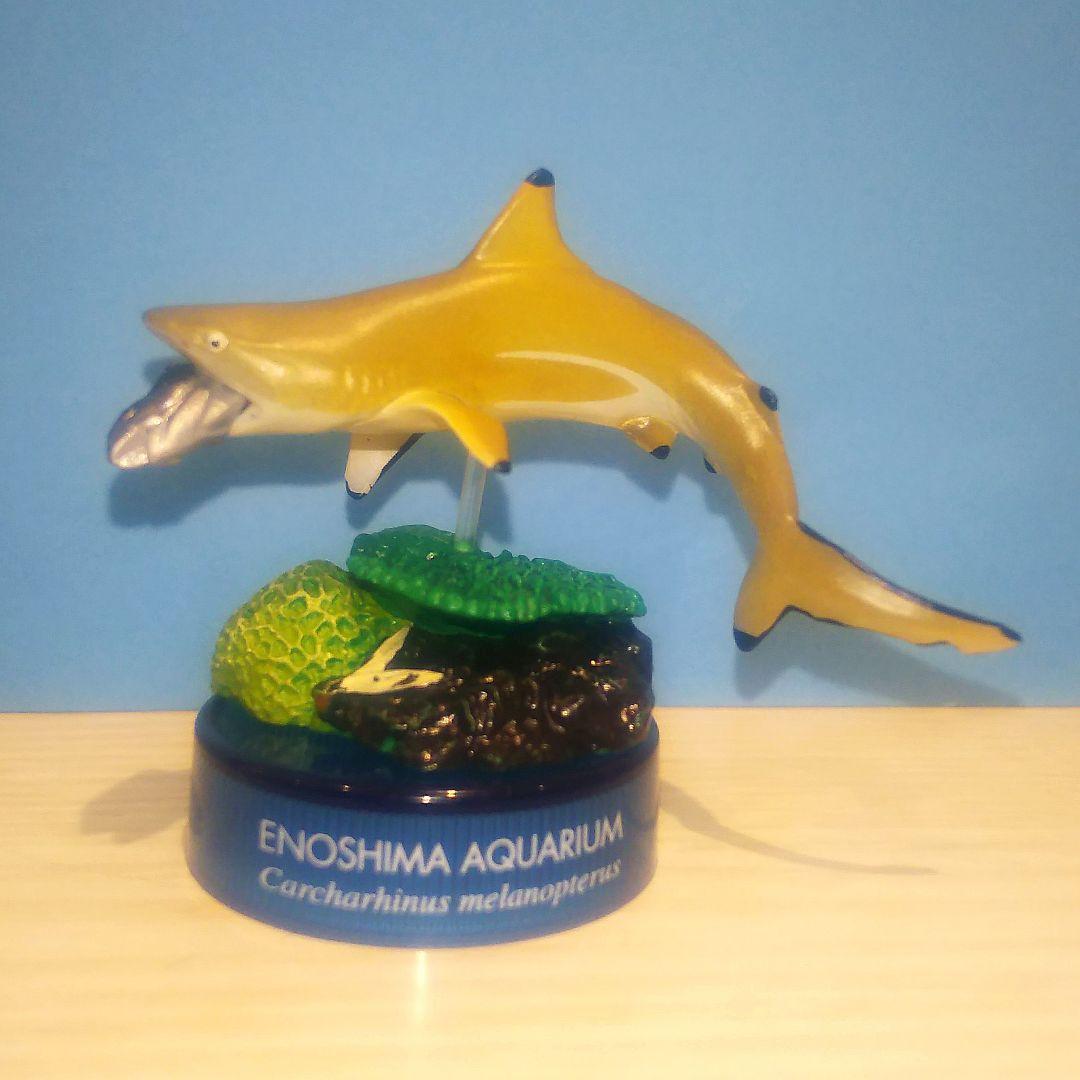 ツマグロ 新江ノ島水族館への誘い