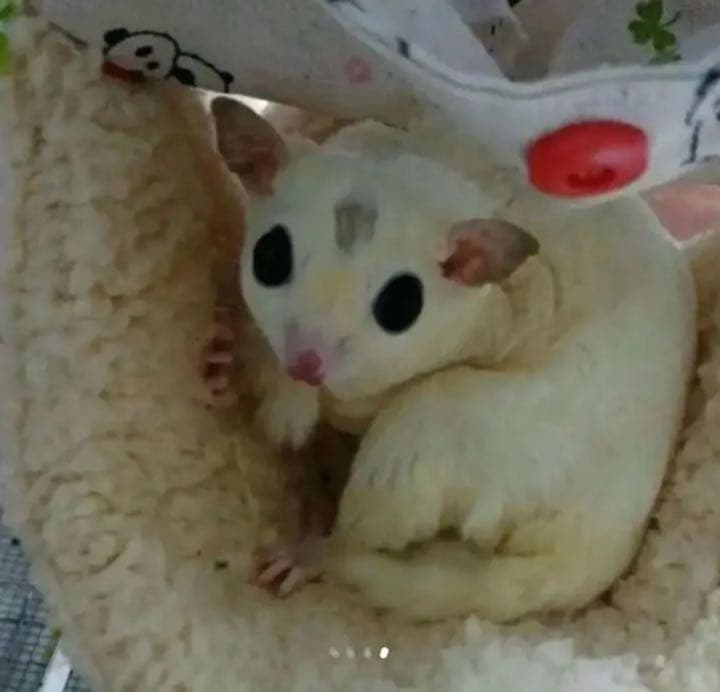 モモンガハウス（猫柄・ピンク）ボアピンク       ポーチ  2000円