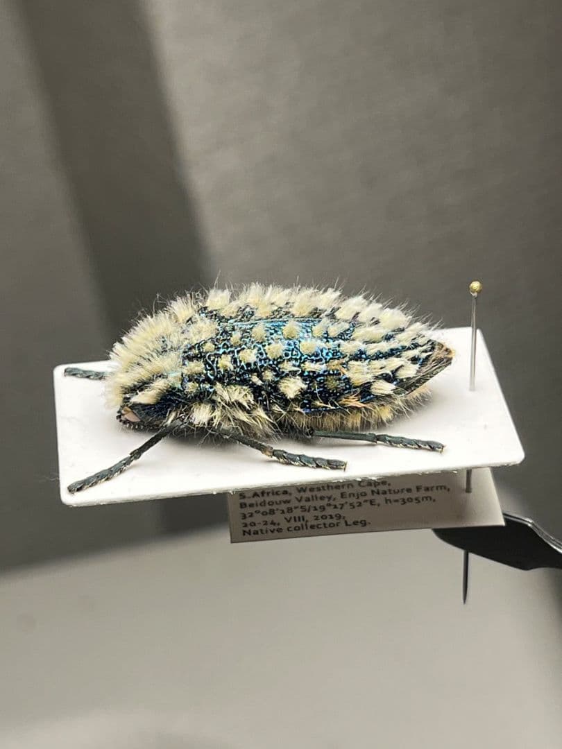 【剛毛】ムラサキケブカフトタマムシ スハンダエ プラチナコガネ コブハムシ