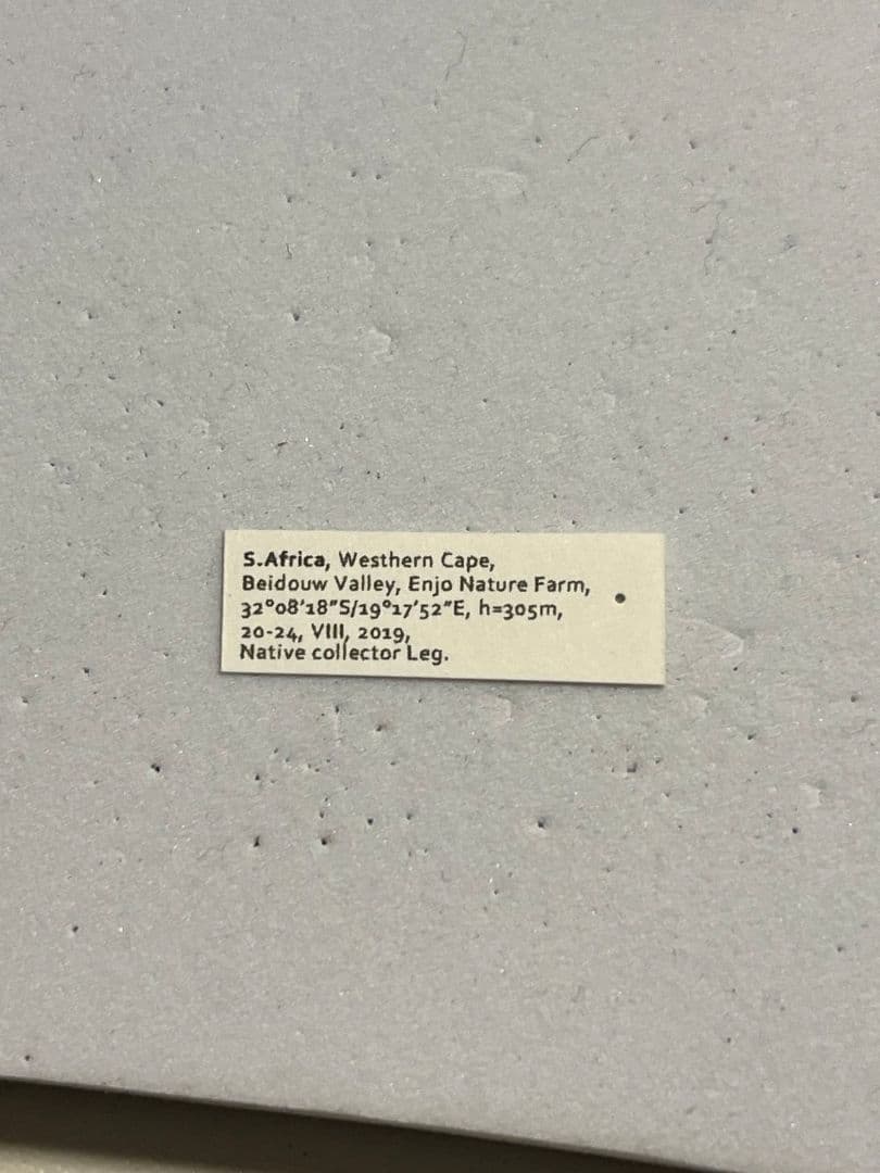 【剛毛】ムラサキケブカフトタマムシ スハンダエ プラチナコガネ コブハムシ