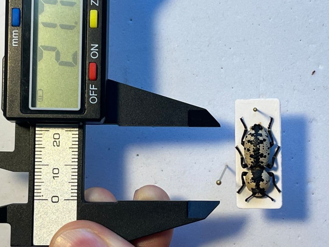 【21mm】シロマダラコブゴミムシダマシ 昆虫標本 Zopherus ゾウムシ