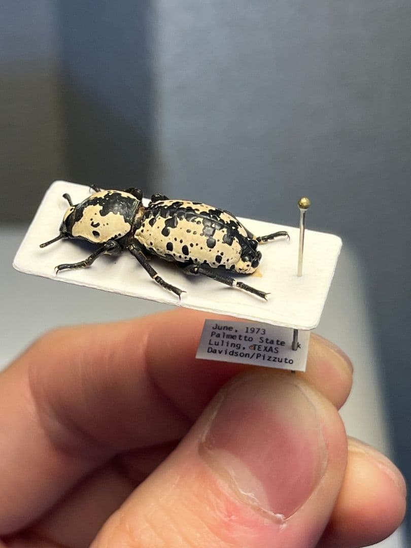 【21mm】シロマダラコブゴミムシダマシ 昆虫標本 Zopherus ゾウムシ