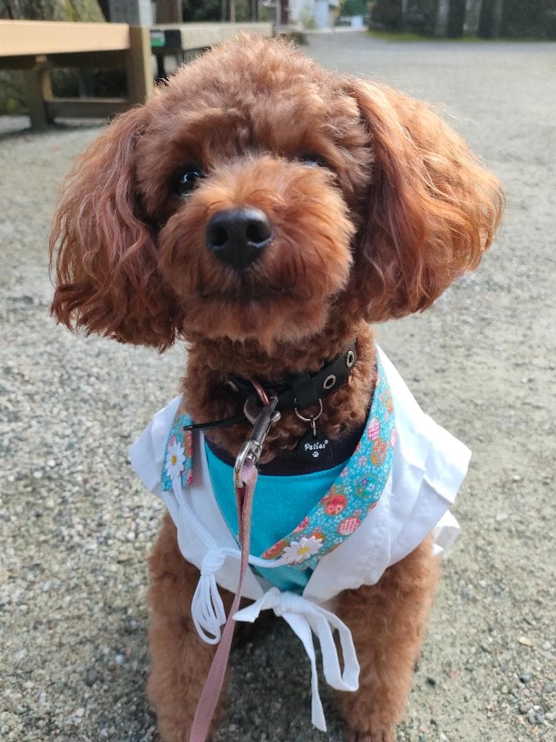 ペット用お遍路白衣三点セット　Мまで