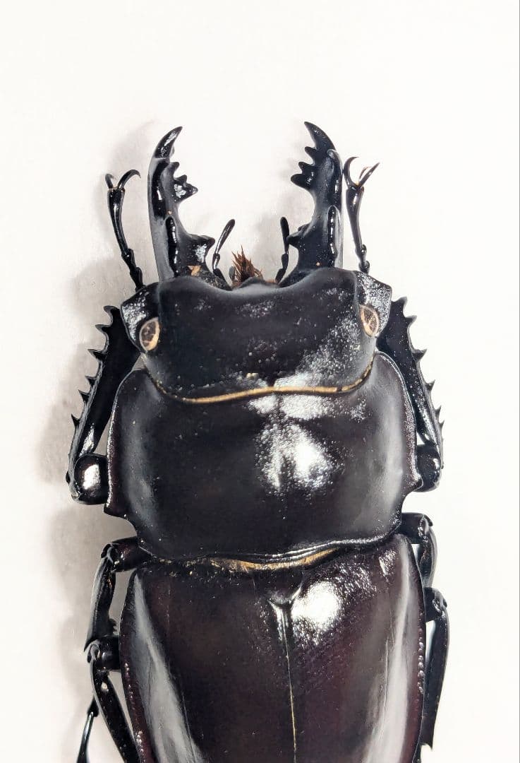 西表　ヤエヤマ　マルバネ