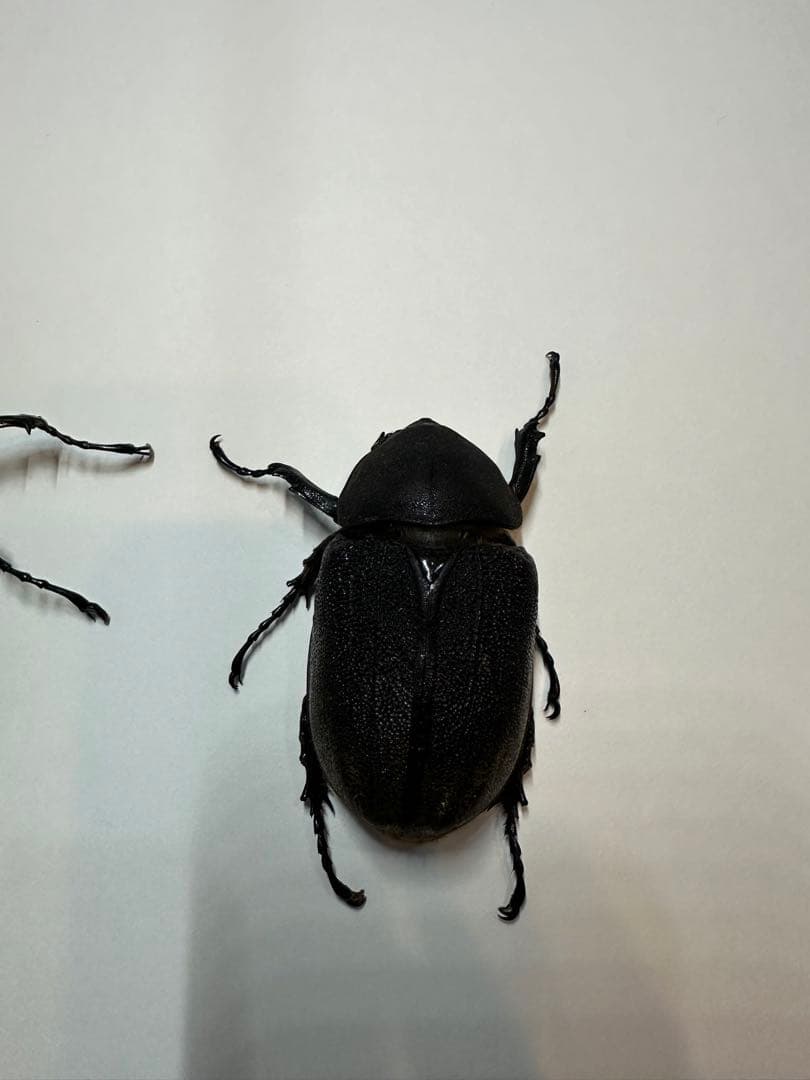 大型　ヘラクレスオオカブト　標本用　乾燥済み　自由研究