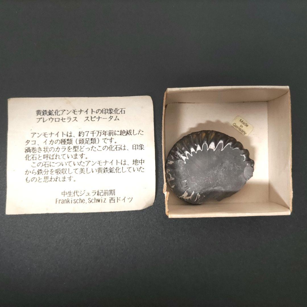 黄鉄鉱化アンモナイト 化石