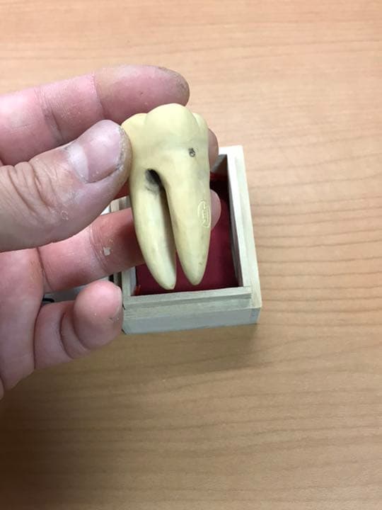 根付サンプル　虫歯　銘:貞道