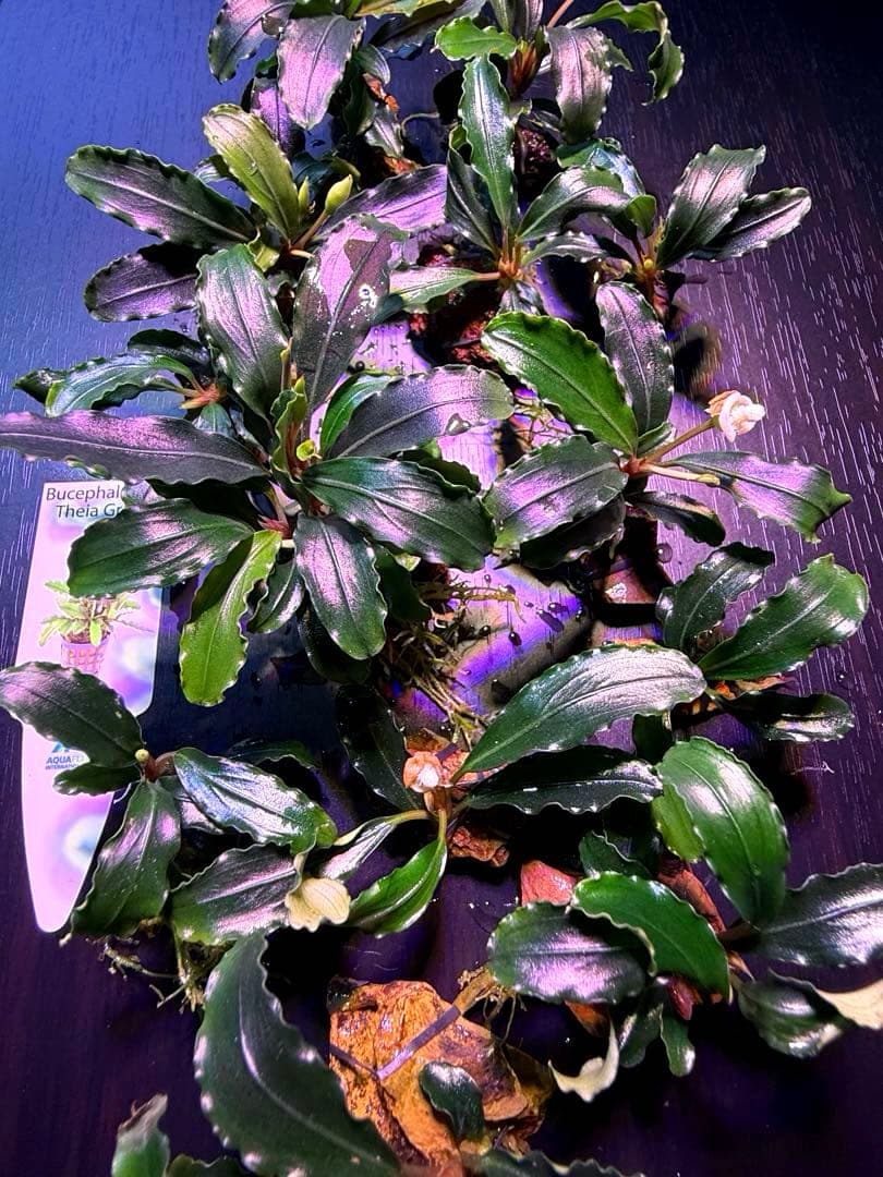 ※専用セット　ブセファランドラ【ティアグリーン】