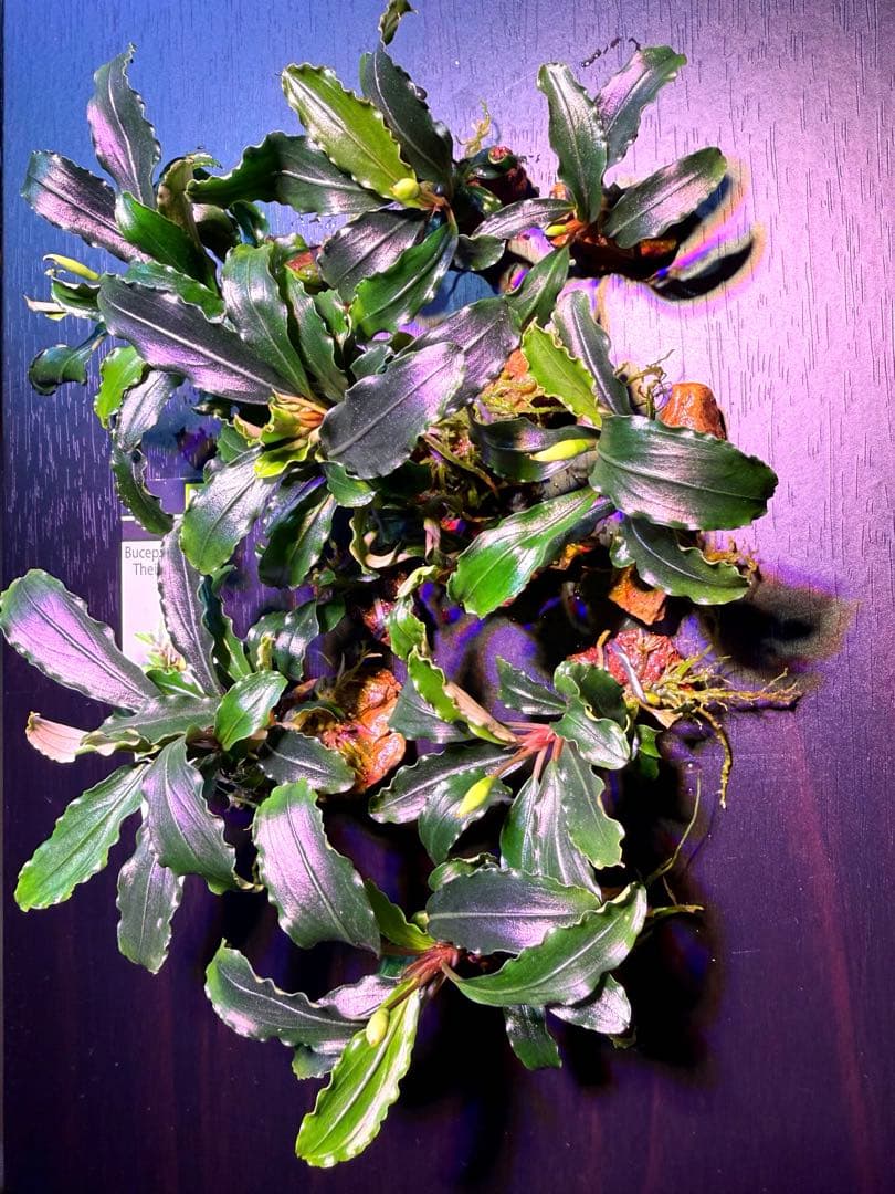 ※専用セット　ブセファランドラ【ティアグリーン】