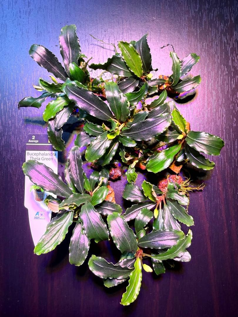 ※専用セット　ブセファランドラ【ティアグリーン】