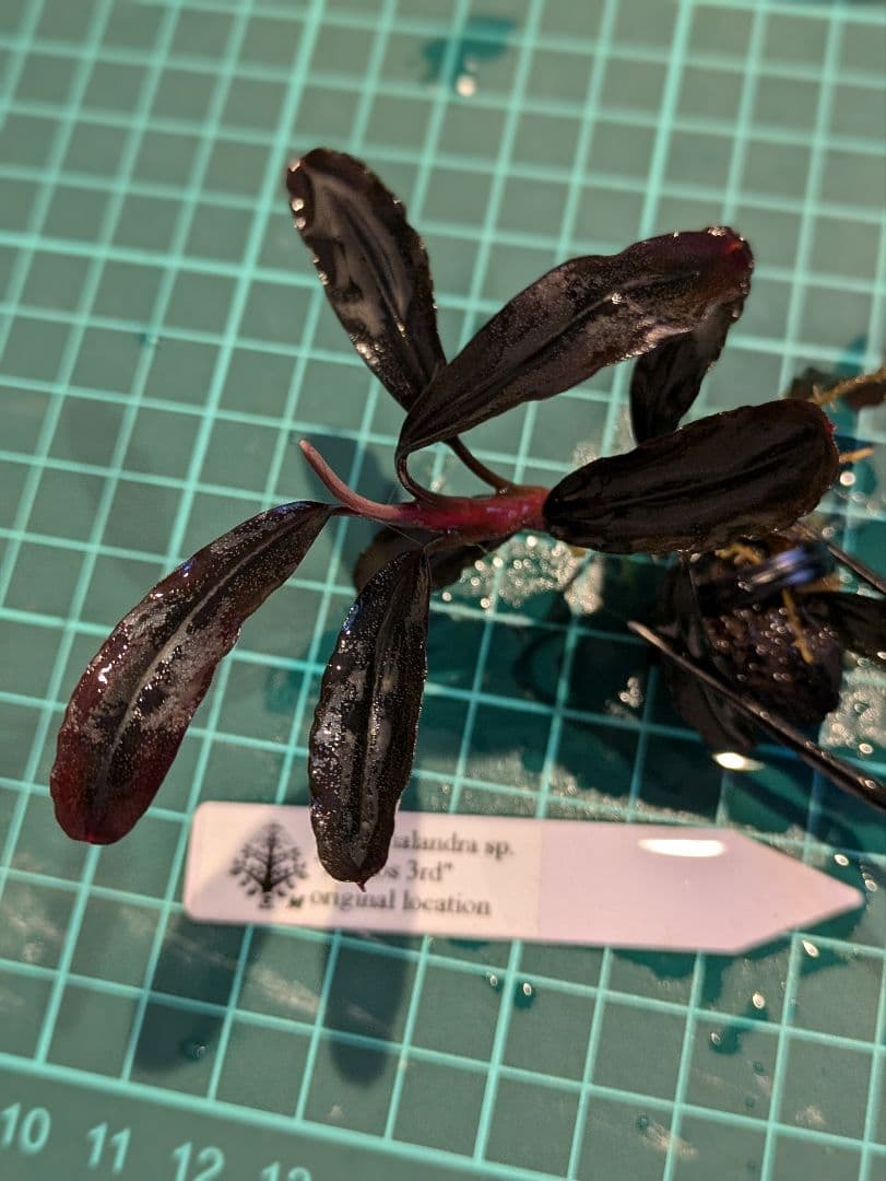 ブセファランドラsp.Demos 3rd【完全水中葉】