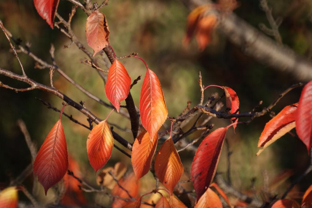 Minolta AF 500mm F8 Reflex ミノルタレンズ #7797