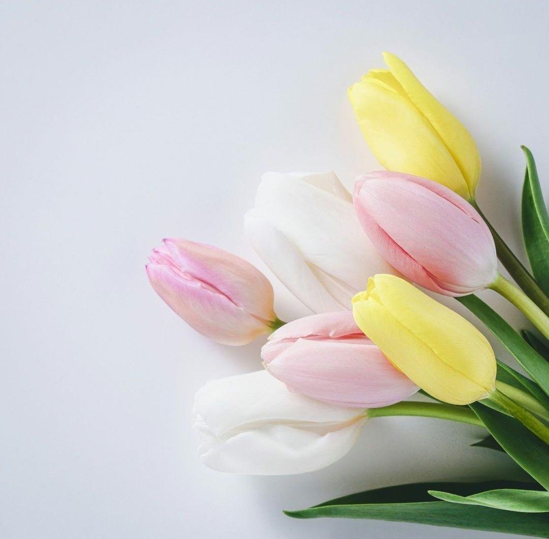 リピーター様用　ドッグフード　1.8kg