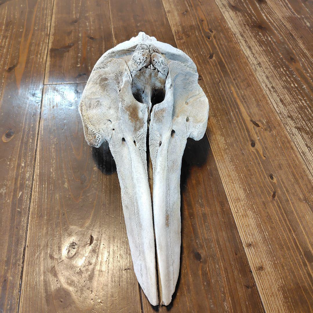 イルカの頭骨標本 52cm