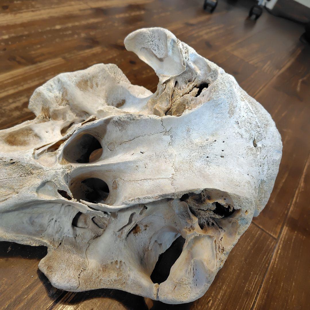 イルカの頭骨標本 52cm
