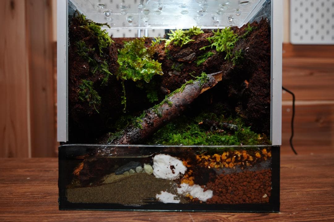 【完成品】雨が降る森のアクアテラリウム