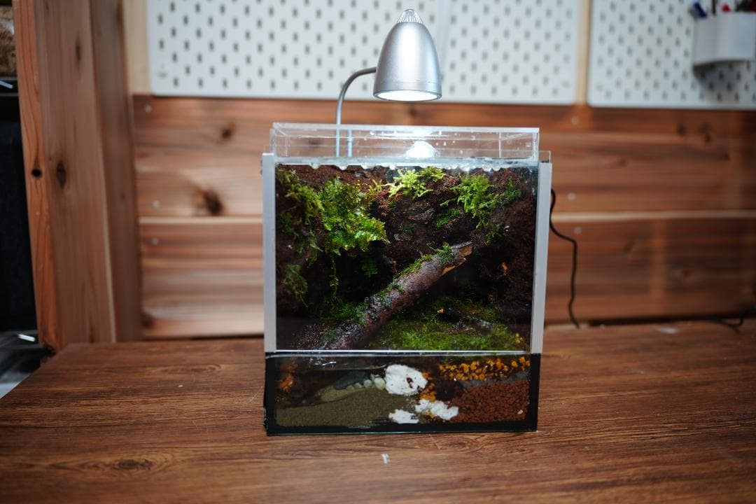 【完成品】雨が降る森のアクアテラリウム