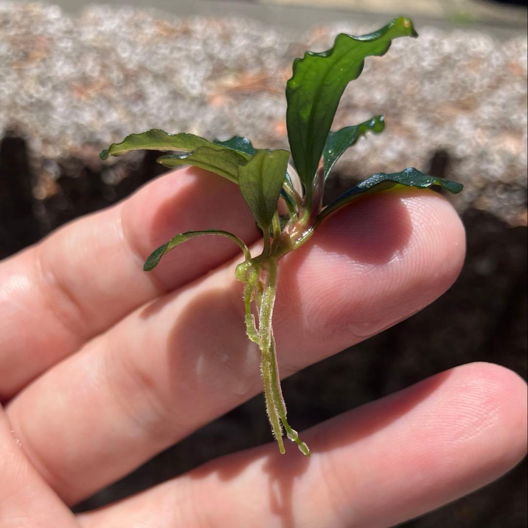 【AS便】ブセファランドラsp. Brownie ghost2014