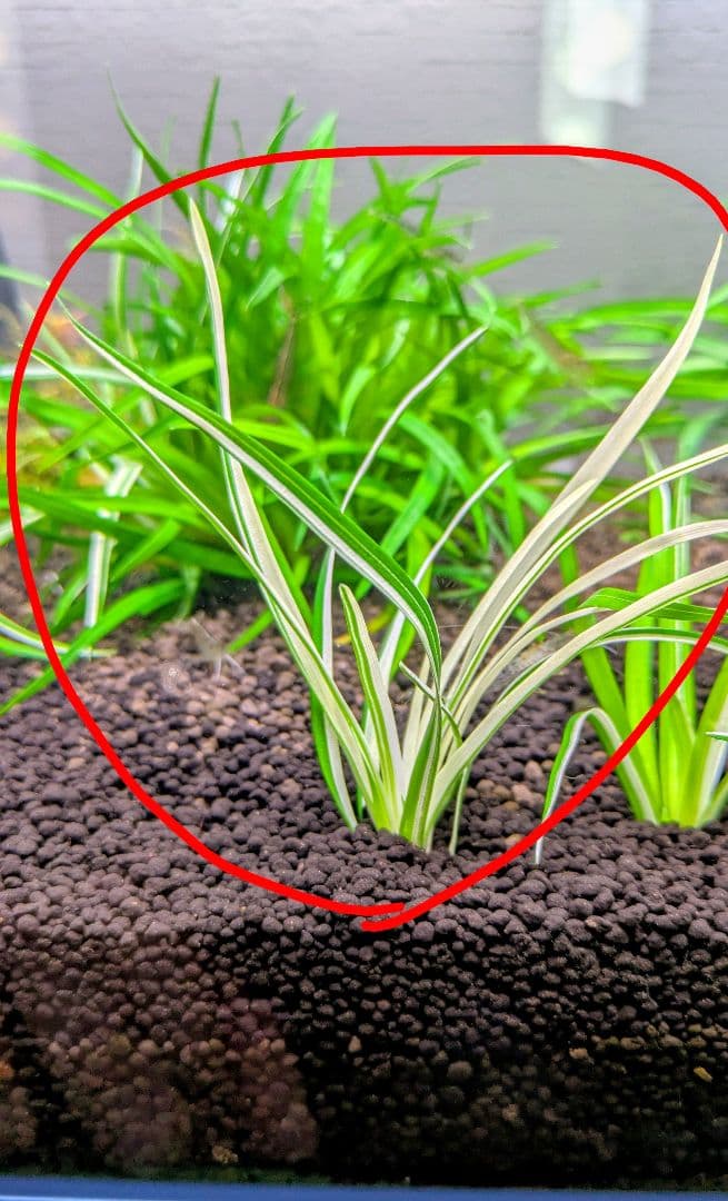 【超希少】 ホシクサ・クチホワイト 水中葉1株 　おまけ付き