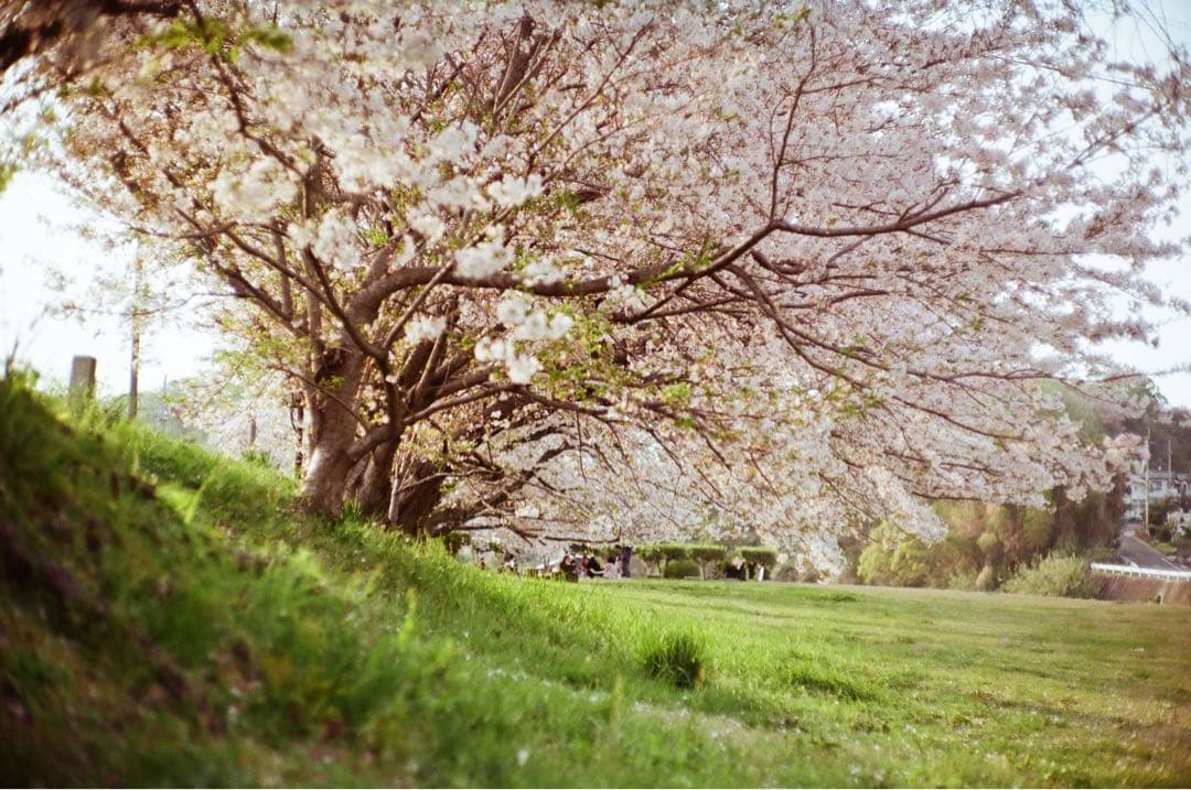 BESSA-R レンジファインダーカメラ 35mmフィルム