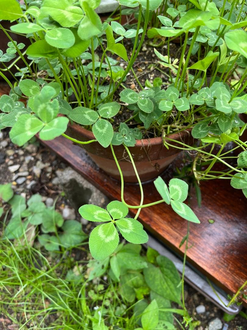 UTCH‼️クリッパー