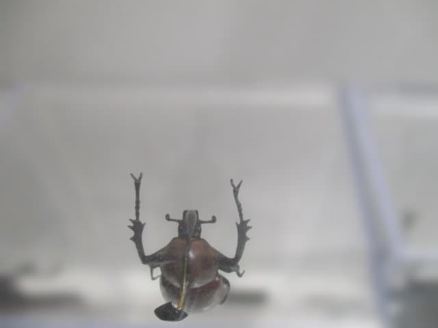 【中古品】昆虫標本　カブトムシ・クワガタ　まとめ売り