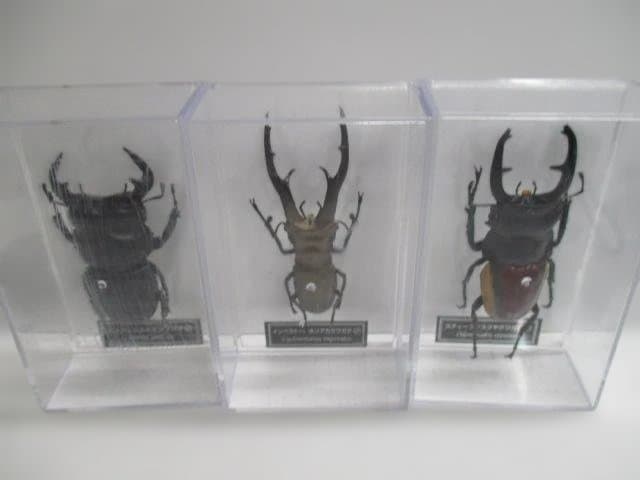 【中古品】昆虫標本　カブトムシ・クワガタ　まとめ売り