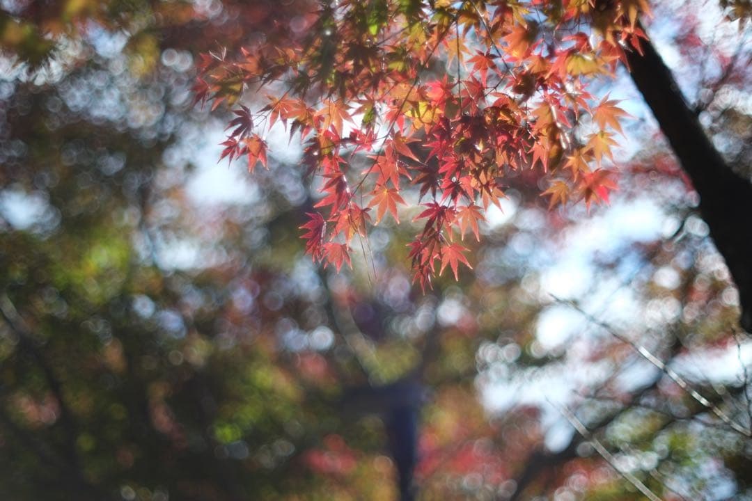レンズ(単焦点) Carl Zeiss Jena MC Flektogon 35mm F2.4