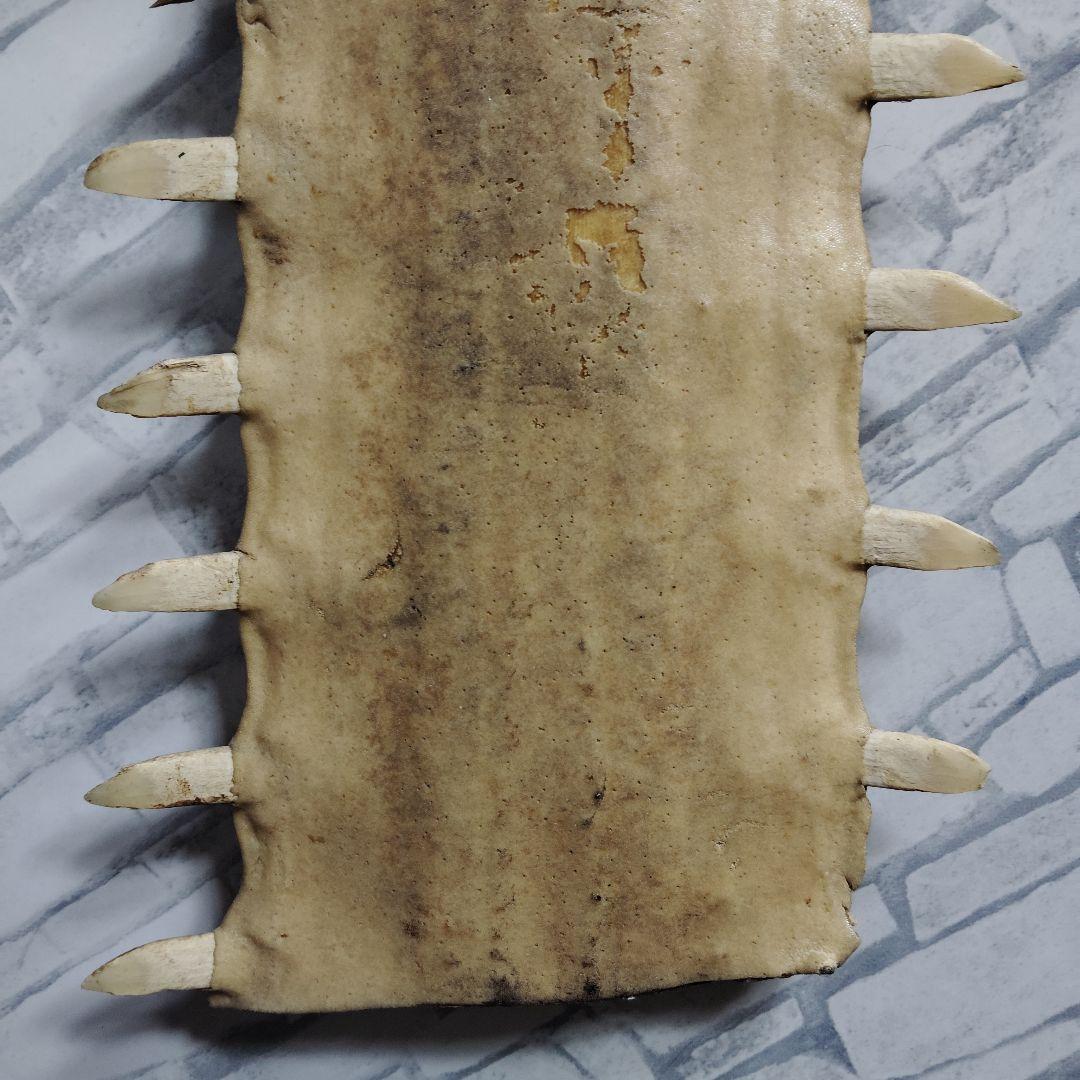 ​【超希少・特大80cm】ノコギリギス 吻 剥製 ブラジル ノコギリザメ 天然物