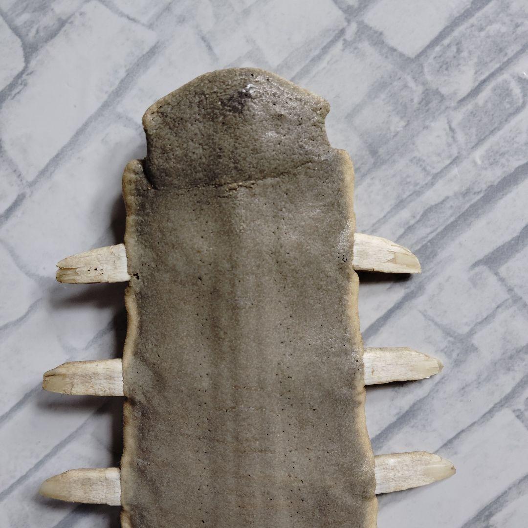 ​【超希少・特大80cm】ノコギリギス 吻 剥製 ブラジル ノコギリザメ 天然物