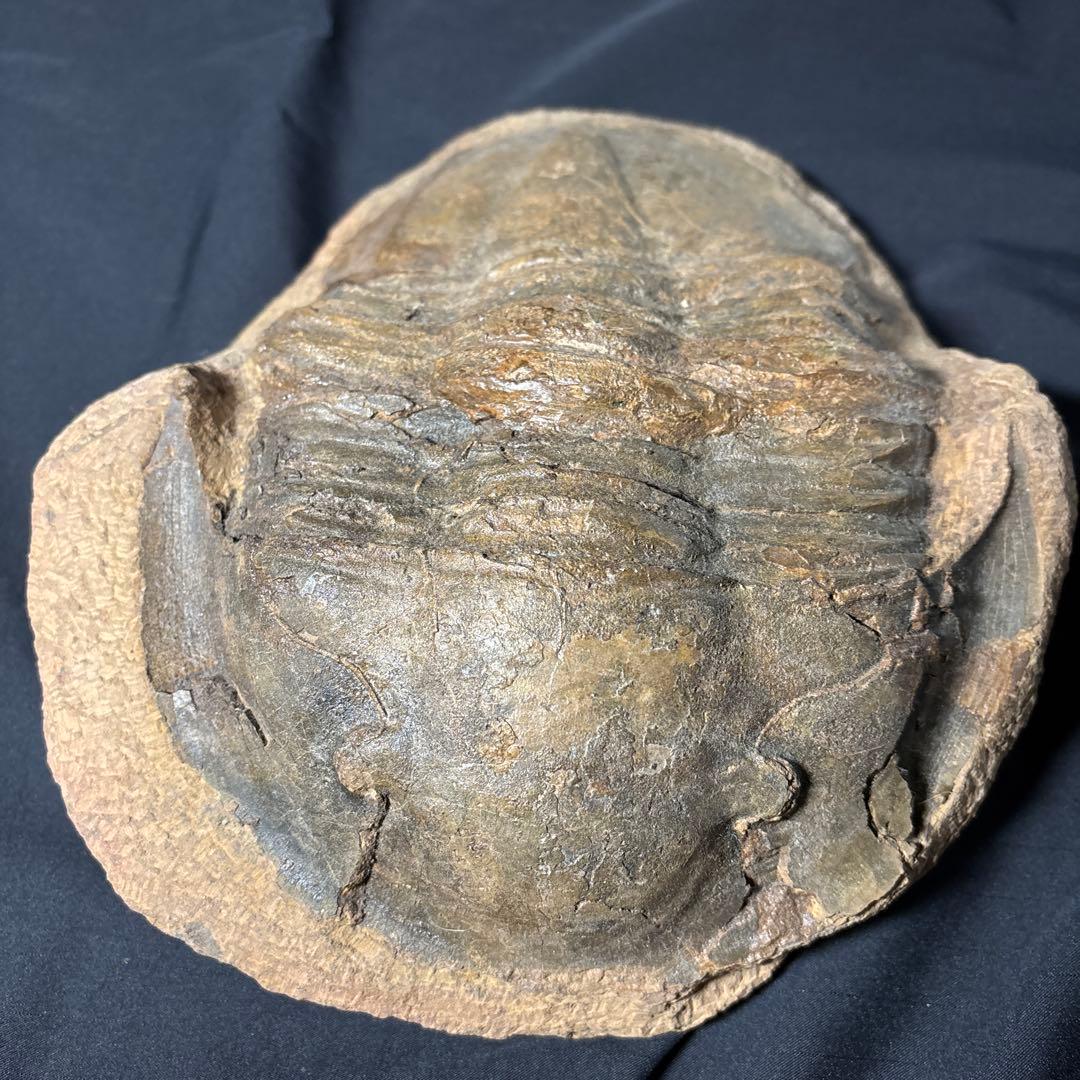 三葉虫化石　大きい