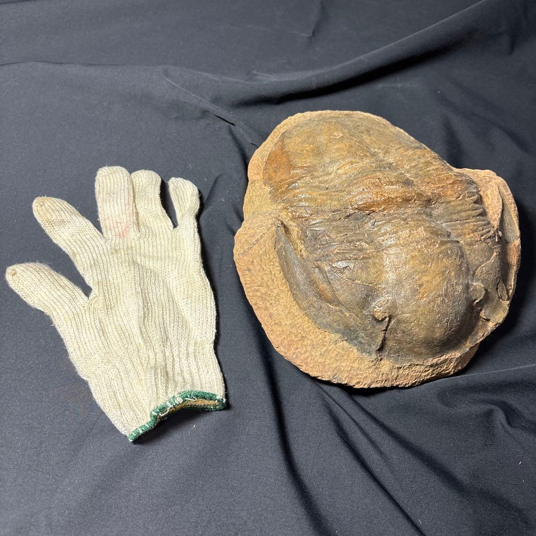 三葉虫化石　大きい