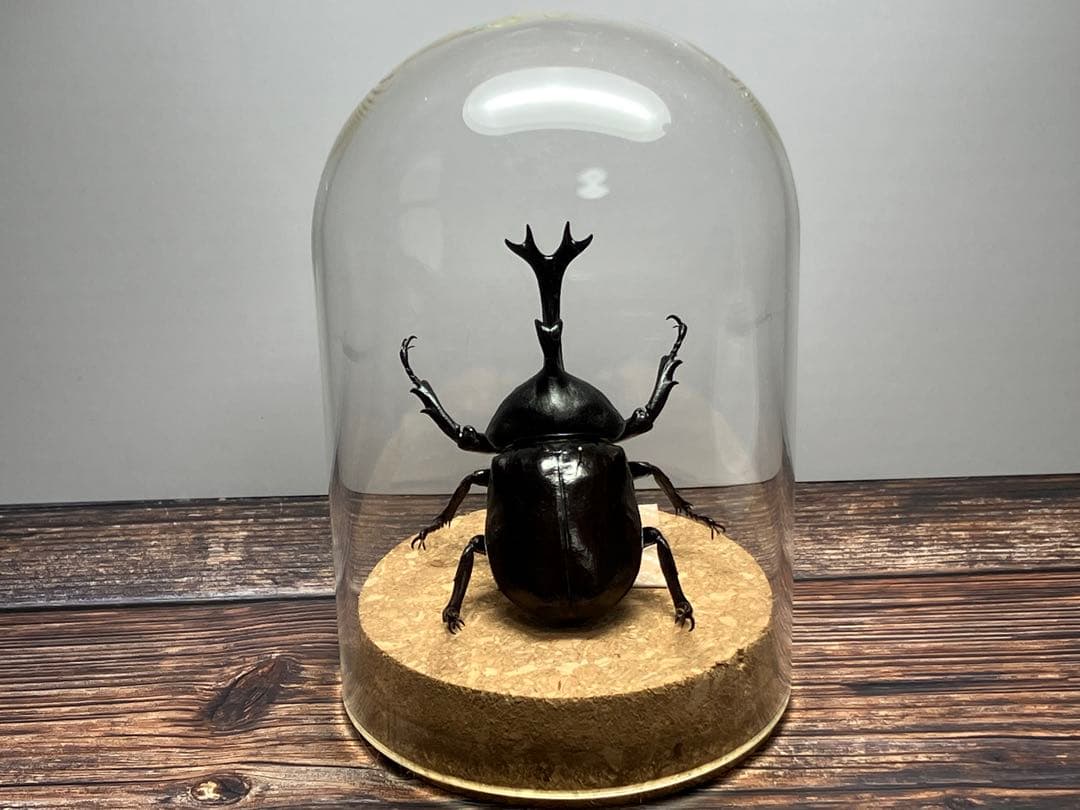 【Glass Beetleヤマトカブトムシ標本 GB-006】