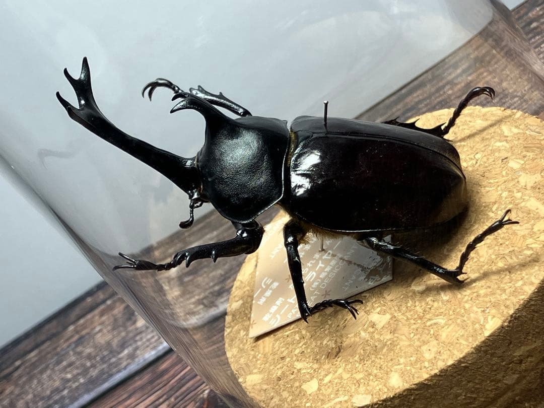 【Glass Beetleヤマトカブトムシ標本 GB-006】